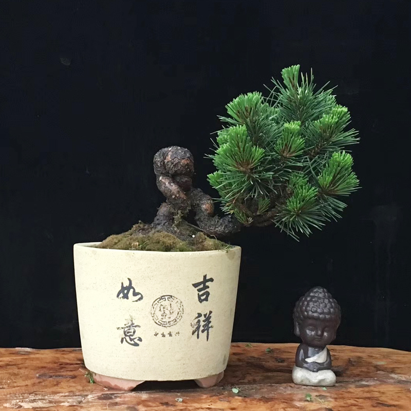 日本黑松千寿丸松树盆景矮霸造型树桩小苗 小品提根短针爆皮老桩