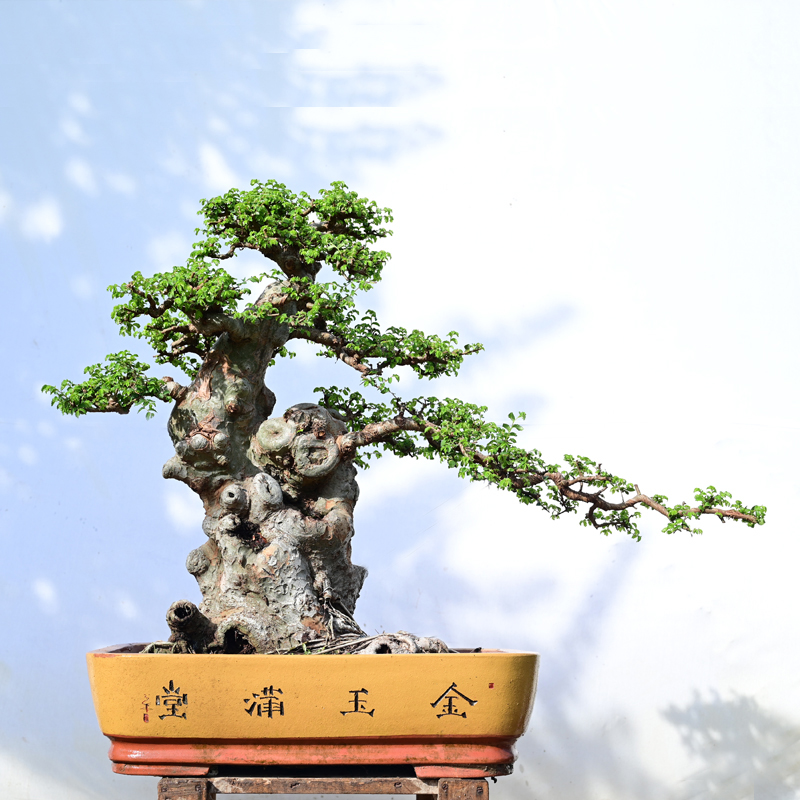 实拍 参展级别 大型榔榆榆树老桩盆景 景观造景树