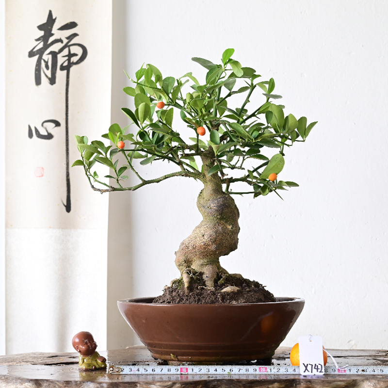 金豆浙豆盆景常绿挂果小品提根老桩带果观果