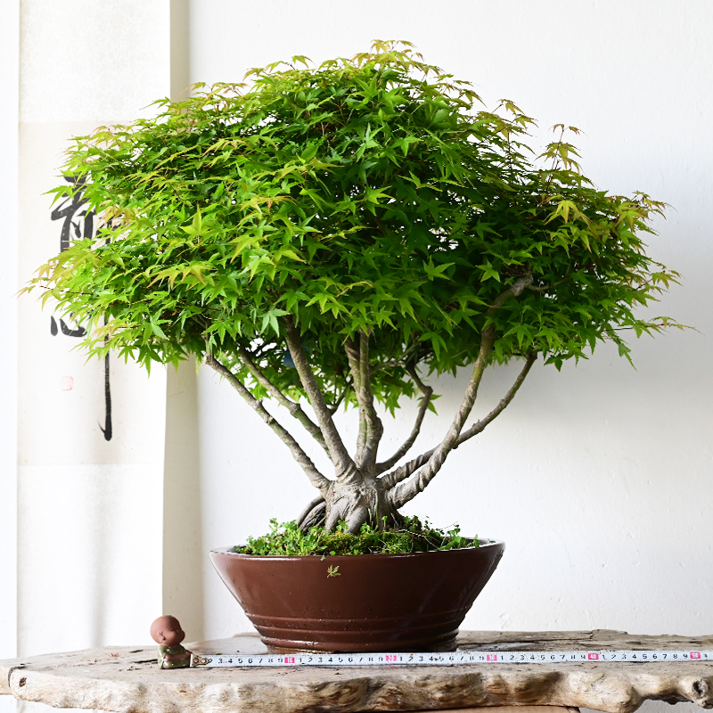 开元盆景日本枫树原生