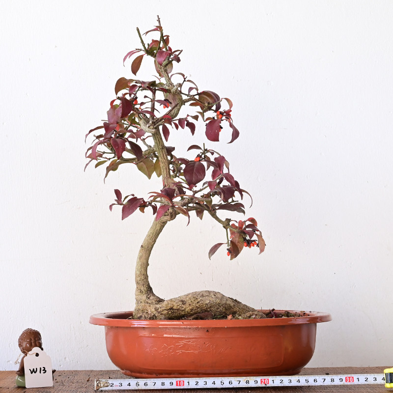 真弓卫矛造型盆景鬼箭羽老桩一物一拍