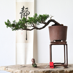 原生济州真柏临水悬崖文人造型小品老桩盆景茶室茶几盆栽植物