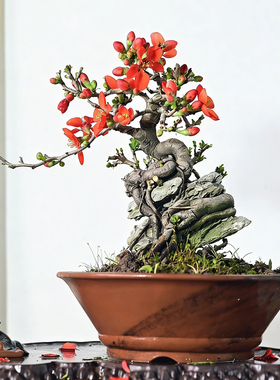 精品长寿梅盆景红花书房茶室观花小品中式盆栽bonsai