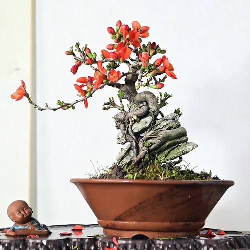 长寿梅茶室办公桌小品盆景