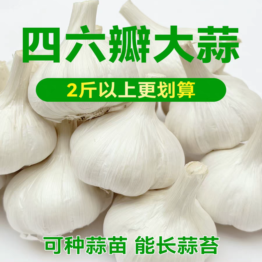 大蒜干蒜头白皮山东四六瓣苍山5斤蒜瓣新鲜蔬菜当季新蒜种批发