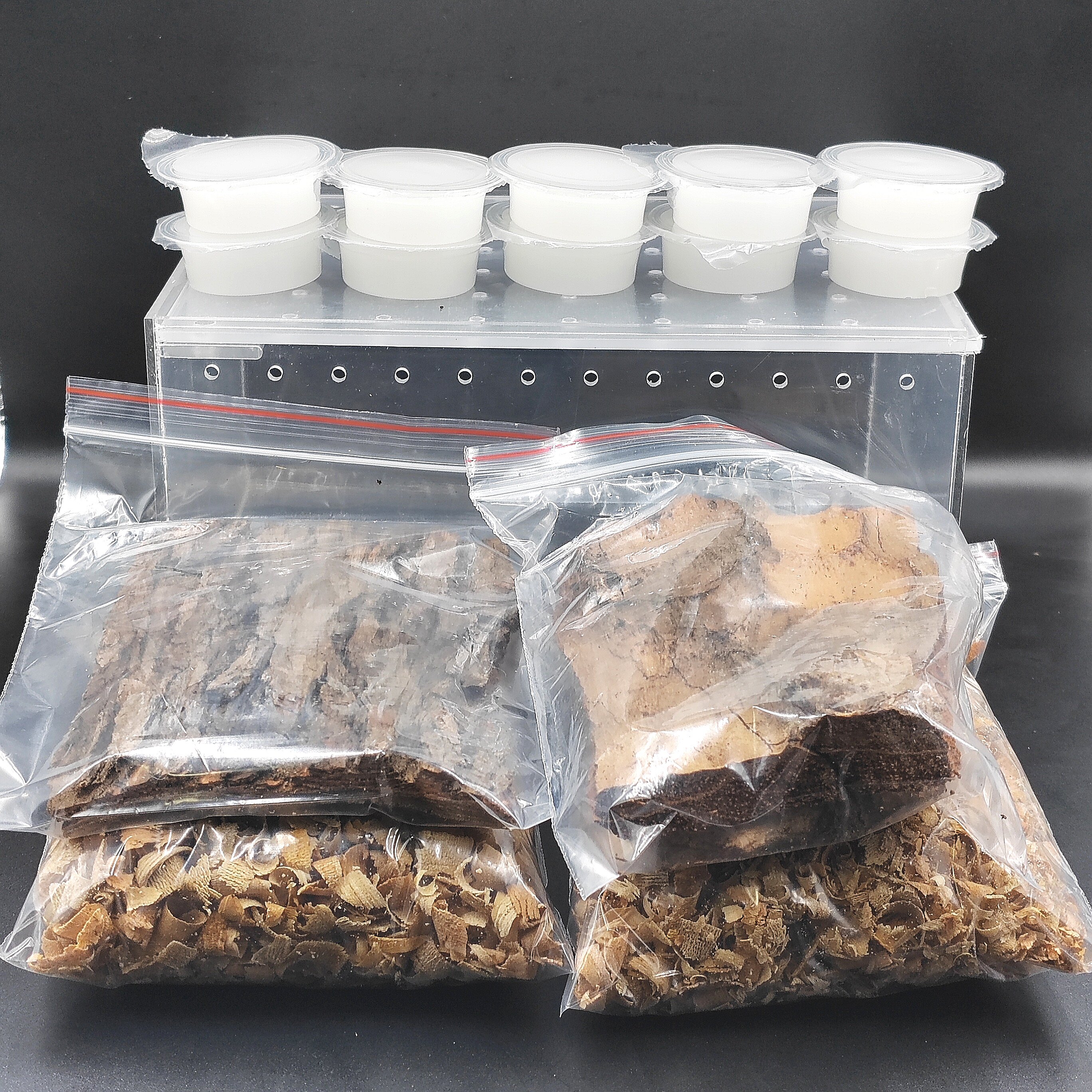 甲虫透明饲养盒子饲养箱锹甲兜虫花金龟甲虫活体昆独角仙甲虫果冻图片