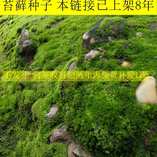 苔藓种子东亚砂藓孢子耐晒青苔