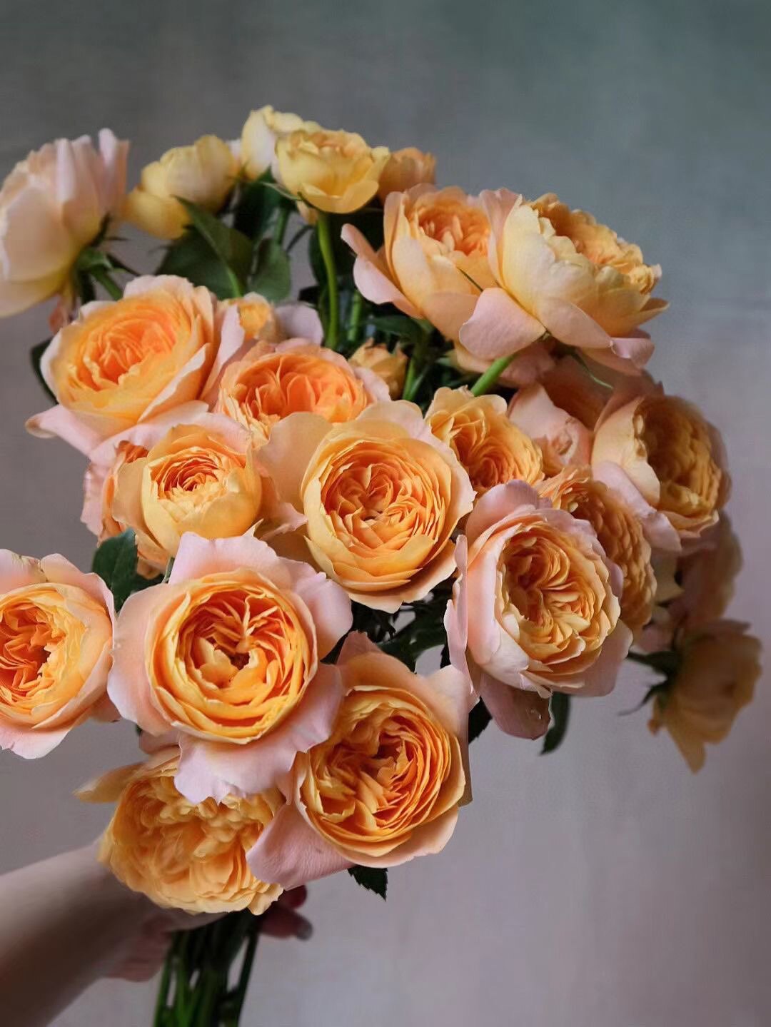 云南昆明鲜花果汁阳台多头玫瑰狂欢巧克力泡泡小蔷薇包邮家庭插花