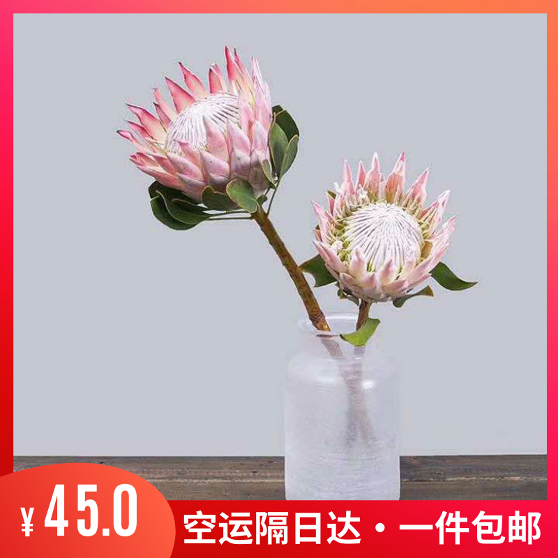 帝王花公主皇后粉色红色南非进口昆明基地直发婚礼插花高级手捧花