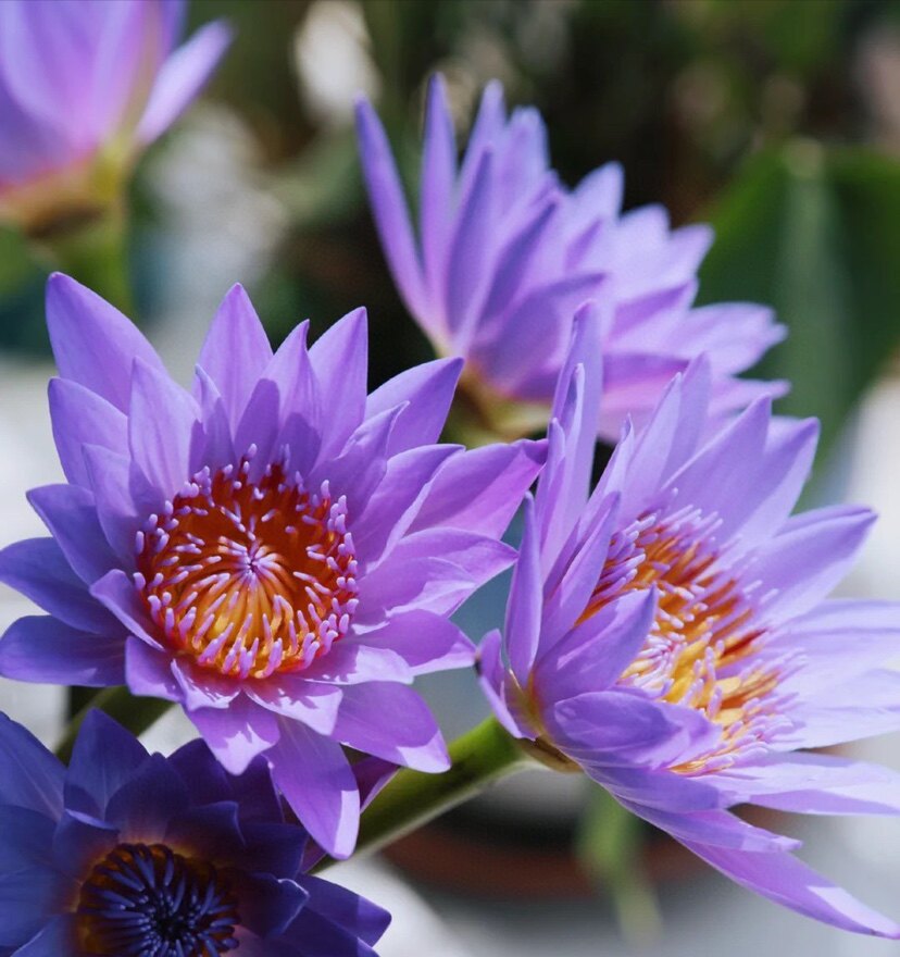 睡莲鲜花蓝莲花九品香莲紫色粉色香槟色黄色稀有色家庭基地直发