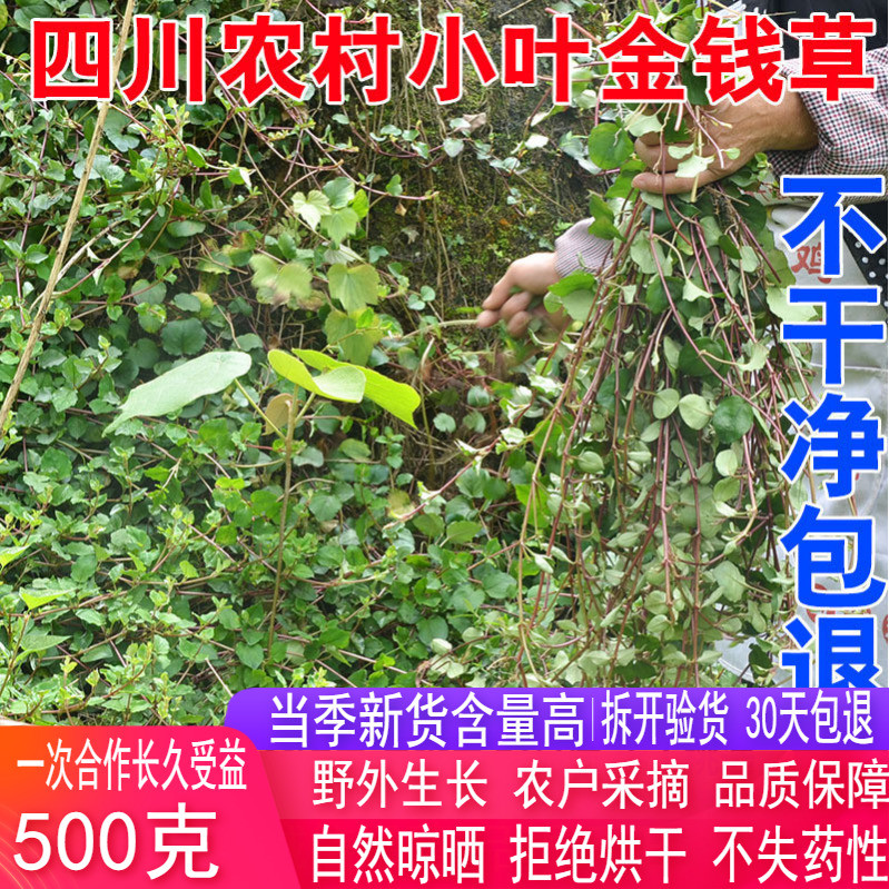 新货正宗小叶金钱草干中药材金钱草茶马蹄金500g包邮 传统滋补营养品 广金钱草 原图主图