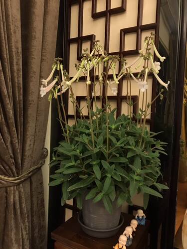 苦苣苔有香味球根植物