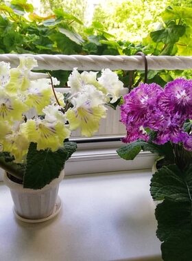 苦苣苔堇兰室内花卉四季开花喜阴