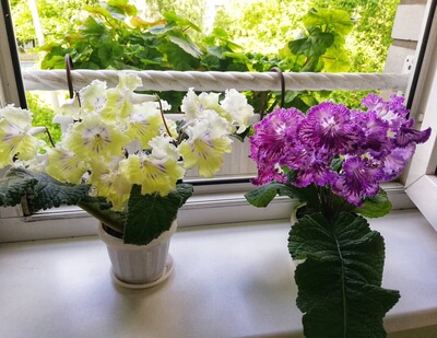 苦苣苔堇兰室内花卉四季开花喜阴