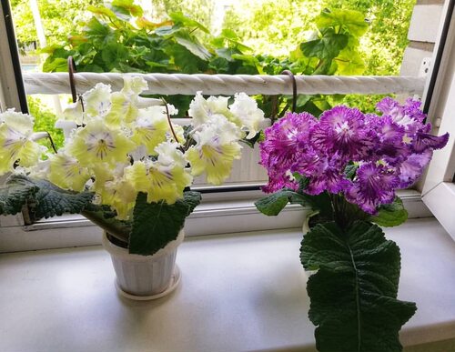 苦苣苔堇兰室内花卉四季开花喜阴