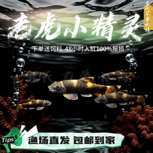 除藻老虎小精灵金线熊猫墨头鱼原生观赏鱼缸清洁工具鱼热带混养