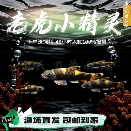 除藻老虎小精灵金线熊猫墨头鱼原生观赏鱼缸清洁工具鱼热带混养