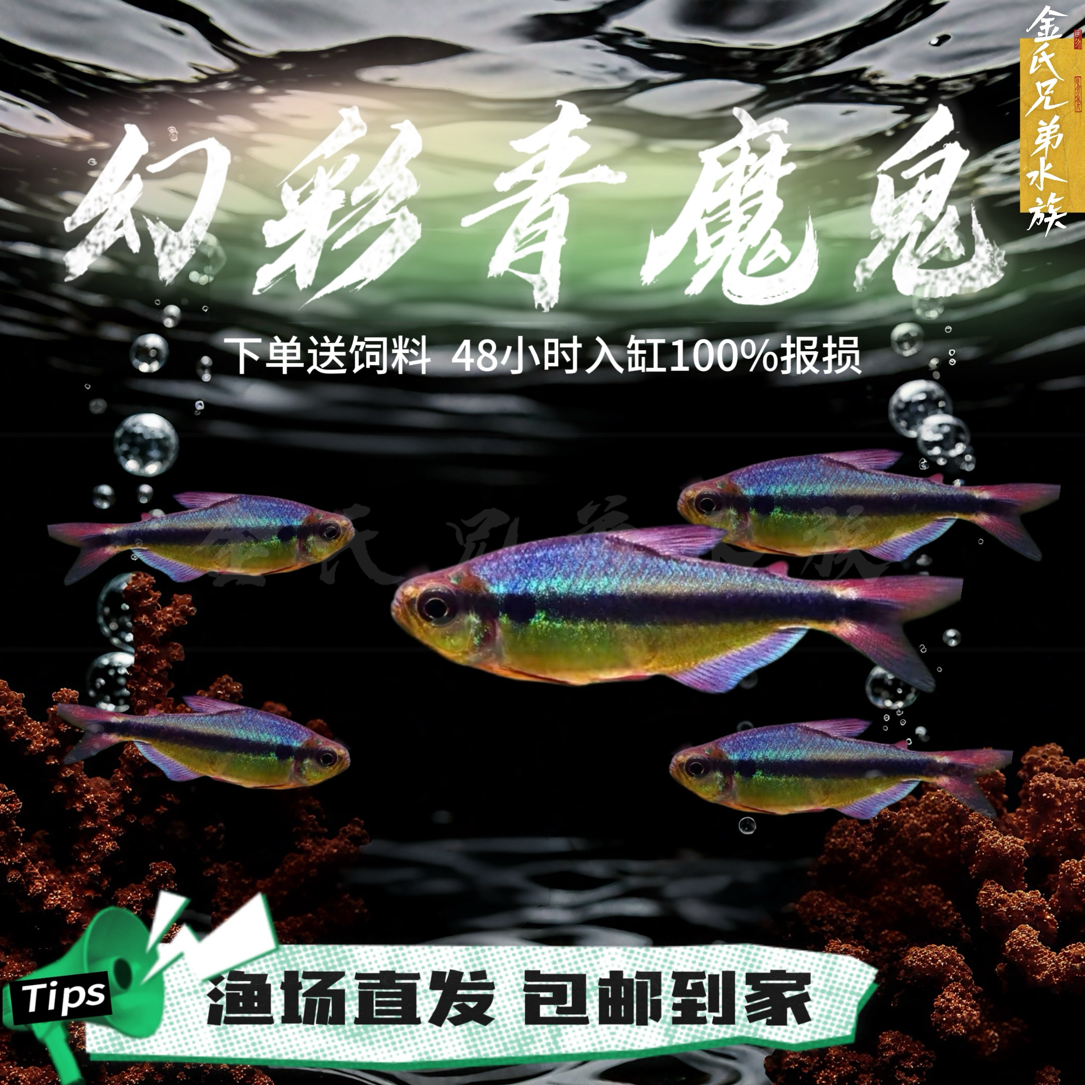 观赏鱼幻彩青魔鬼灯鱼南美热带群游淡水高端草缸小型热带鱼彩虹 - 实物图