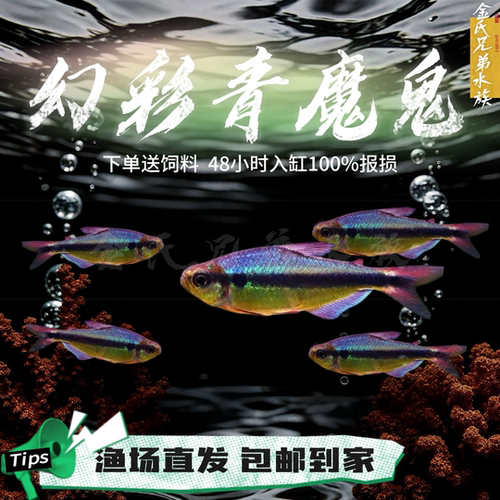 观赏鱼幻彩青魔鬼灯鱼南美热带群游淡水高端草缸小型热带鱼彩虹