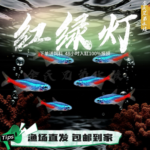 巴西活体小型淡水好养宝莲灯