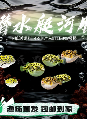 小型热带鱼1厘米左右巧克力娃娃