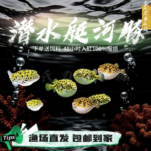 巧克力娃娃 鱼 活体 河豚 小型 热带鱼 观赏鱼 吃杂螺 1厘米左右