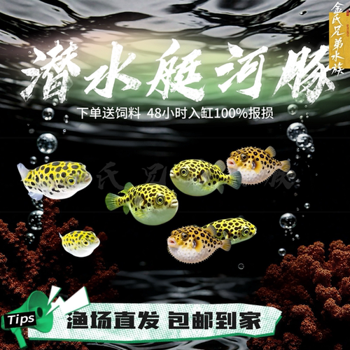 小型热带鱼1厘米左右巧克力娃娃