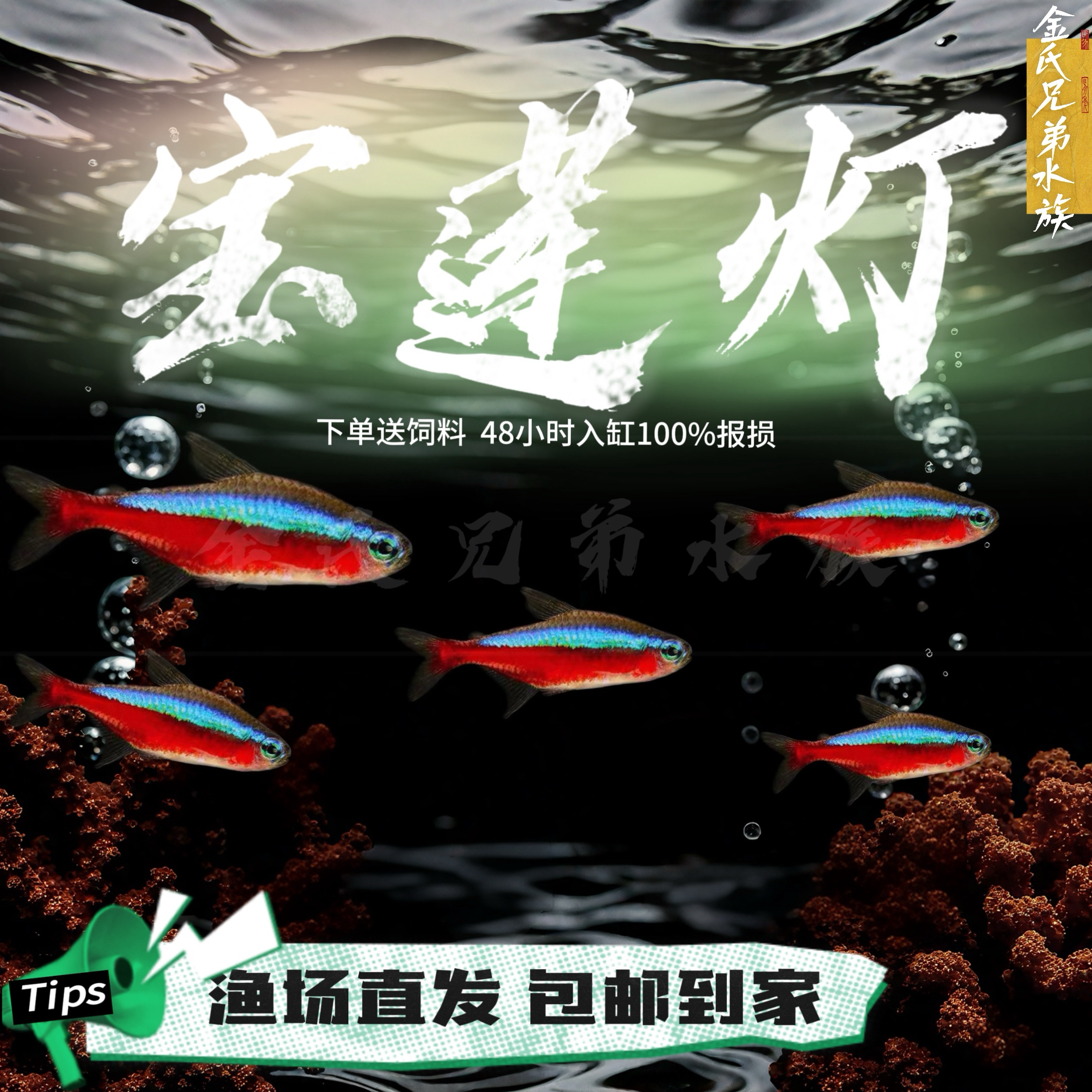 宝莲灯哥伦比亚草缸群游已定水图片