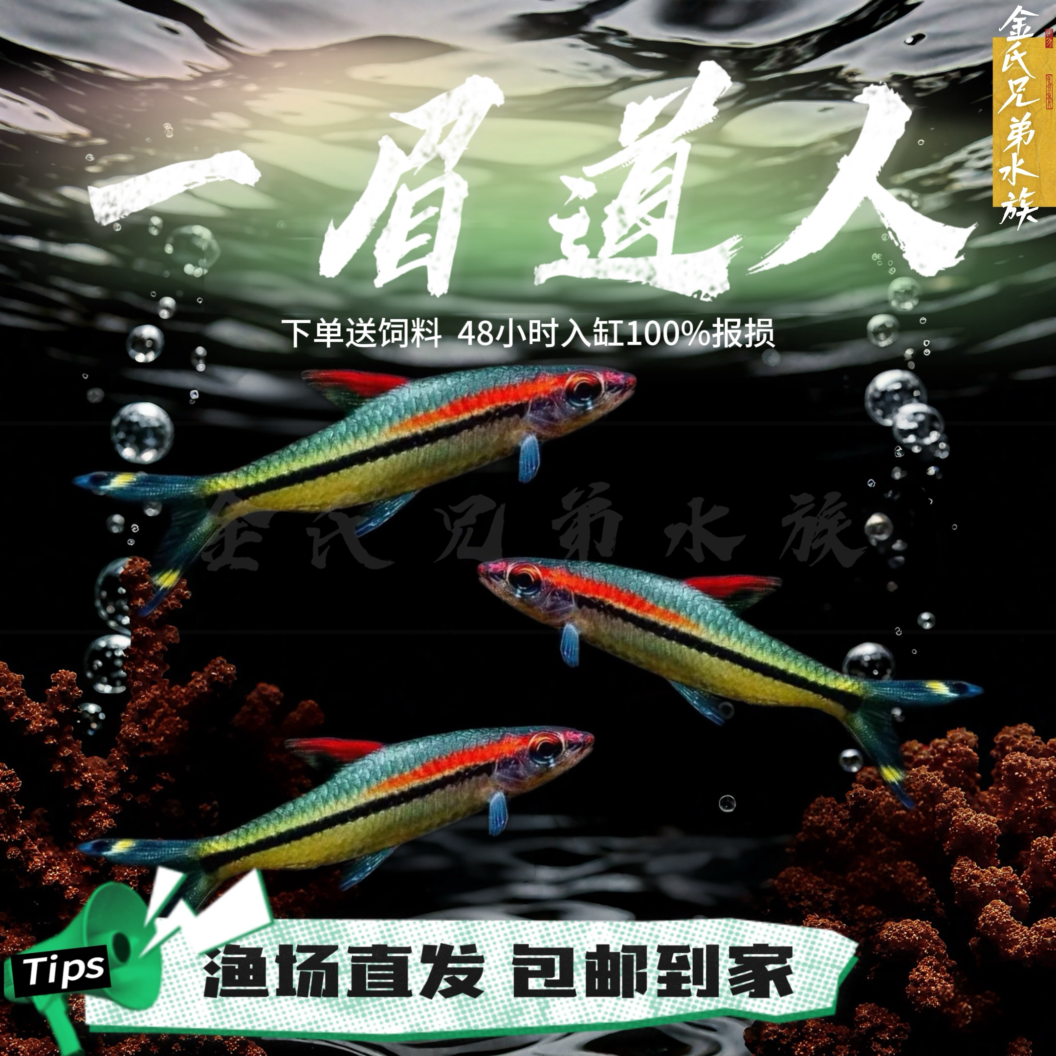 热带鱼群游草缸淡水亮丽