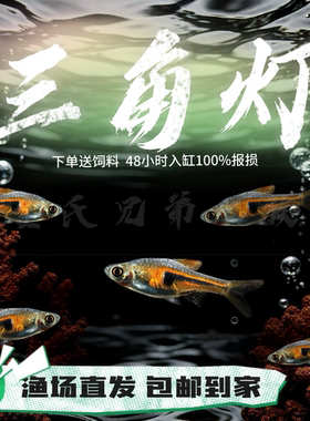 活体小型正角灯鱼紫三角