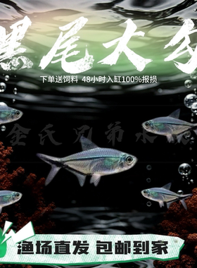 黑尾大勾活体扯旗淡水鱼