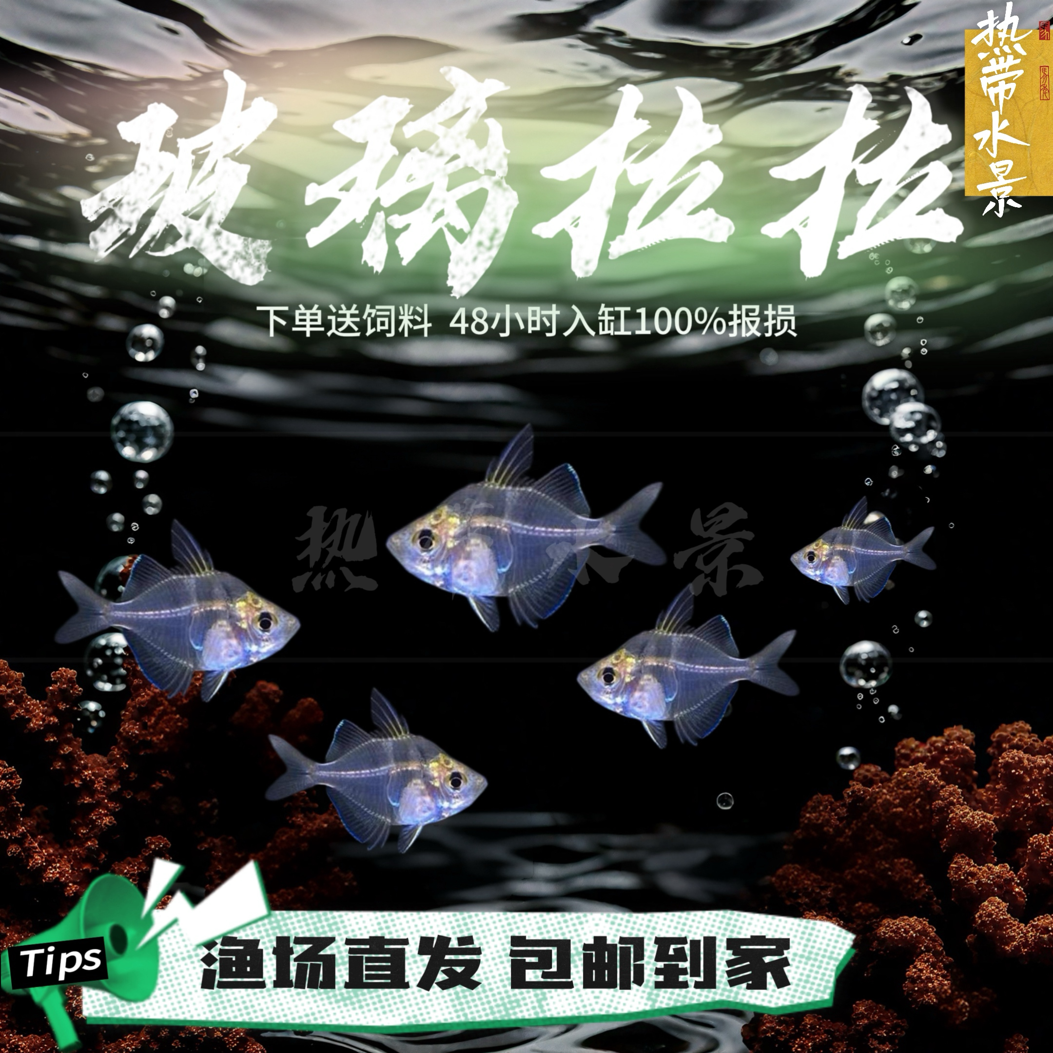 玻璃拉拉鱼玻璃猫鱼热带鱼观赏鱼透明的鱼红肚皮水晶群游草缸混养