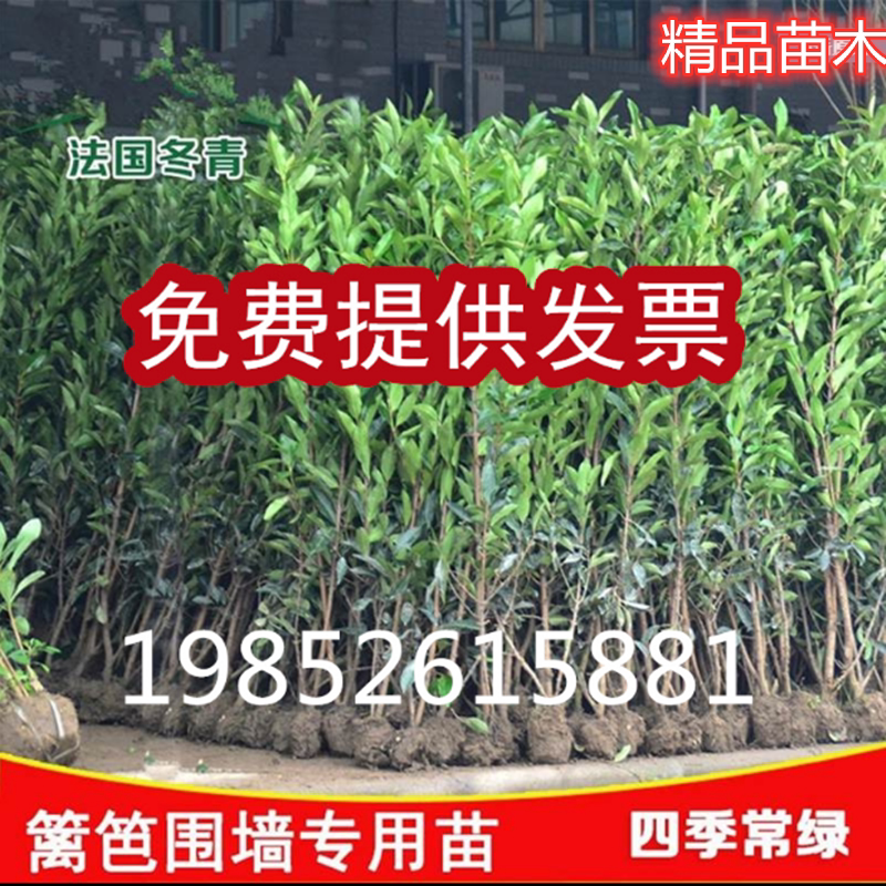 法国冬青树苗庭院绿化北海道冬青围栏苗四季常围墙珊瑚篱笆苗植物
