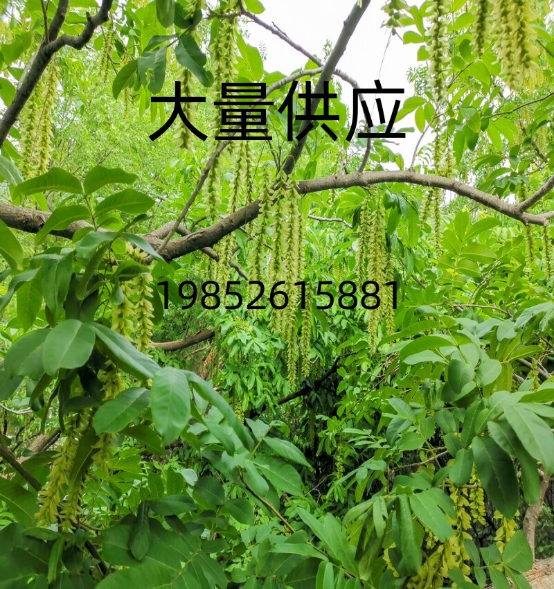 工程绿化苗木枫杨树苗燕柳树苗枫杨小苗小燕柳苗绿化景观