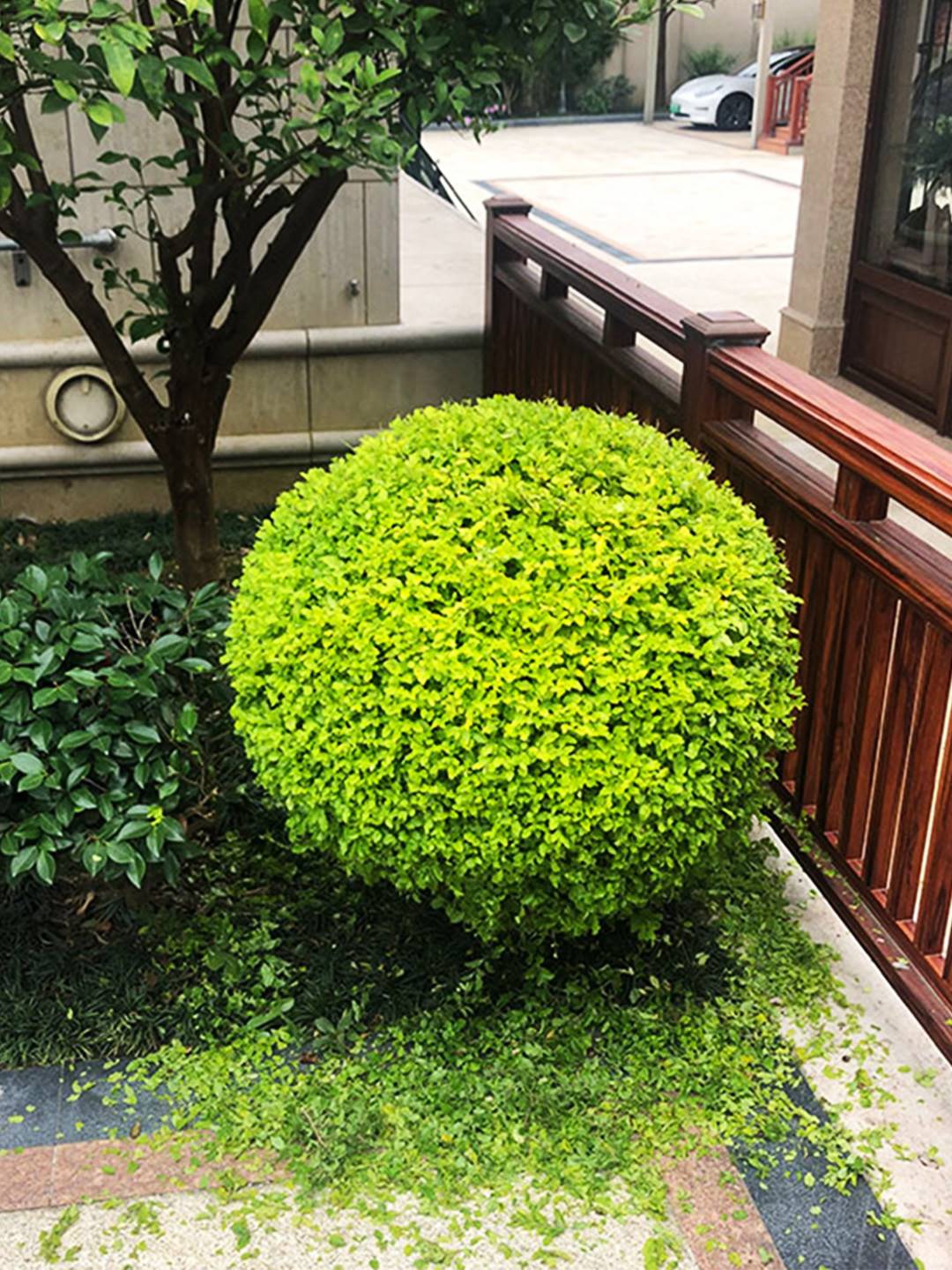 定制绿化植物球型金叶亮晶女贞茶梅冬青黄杨檵木四季常青庭院花园