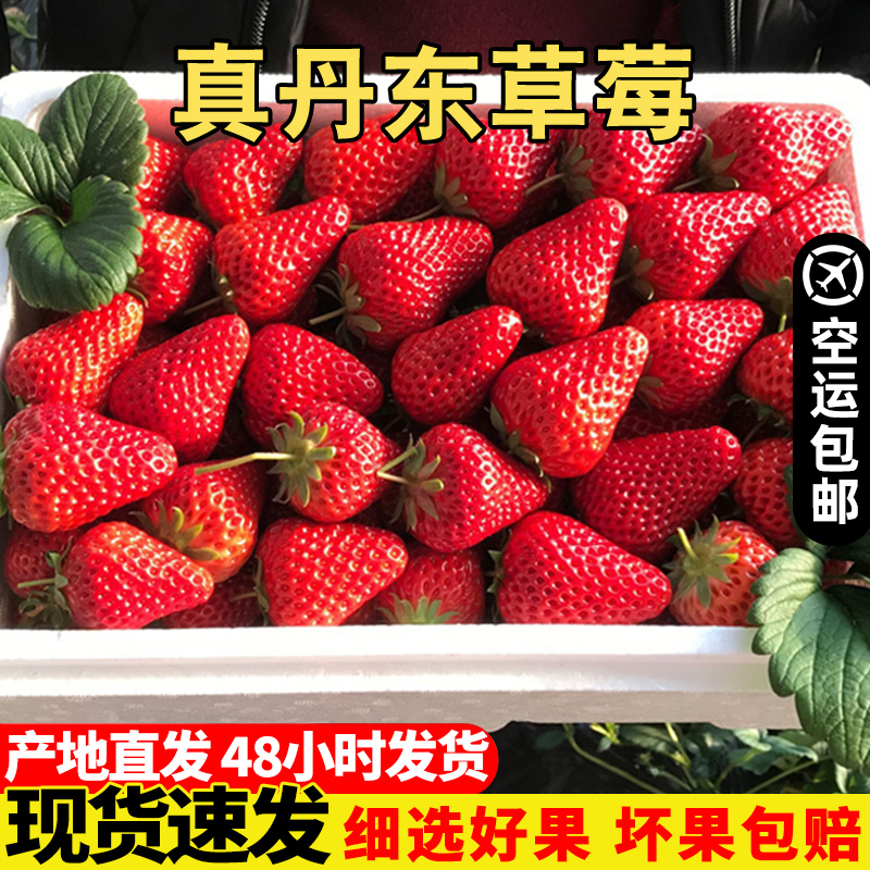 现货丹东99草莓新鲜采摘产地直发
