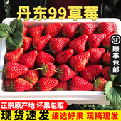 现货丹东草莓大果新鲜99草莓红颜九九牛奶草莓孕妇水果空运礼盒装