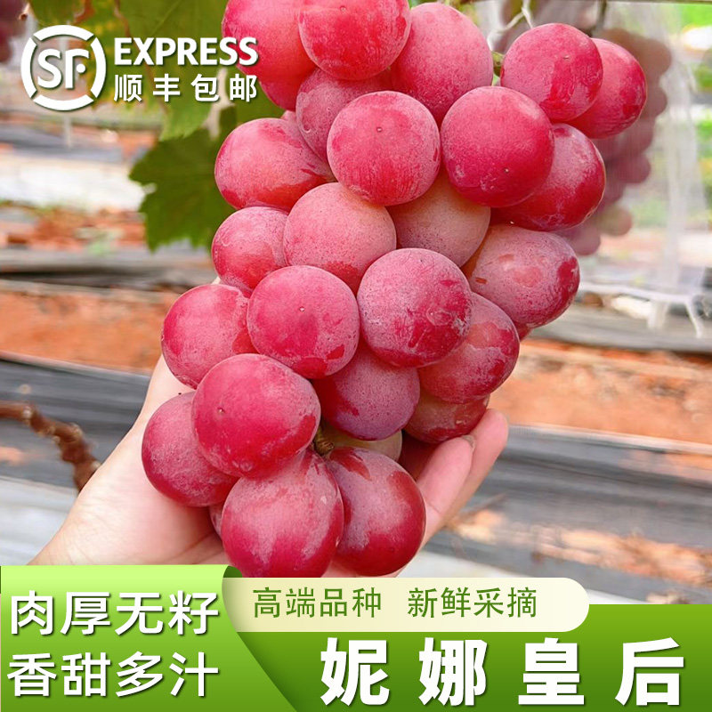 妮娜皇后葡萄应季时令鲜果