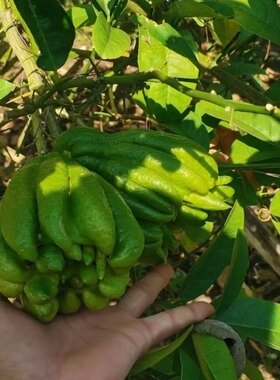 佛手柑新鲜当天采摘发水培四川佛手观赏把玩闻香天然香薰室内绿植