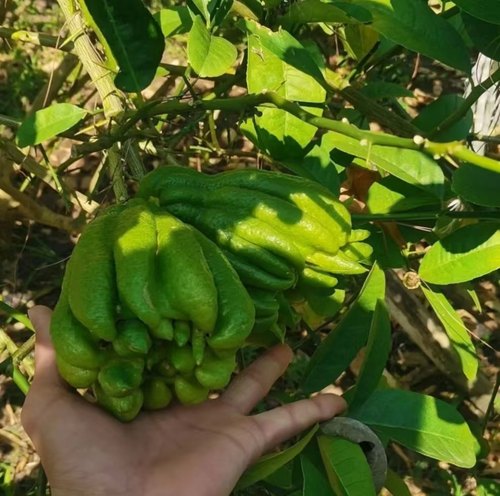 佛手柑新鲜当天采摘发水培四川佛手观赏把玩闻香天然香薰室内绿植