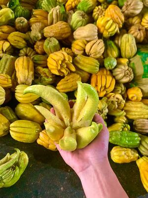 佛手柑新鲜现摘川佛手带枝水培佛手果观赏把玩闻香天然香薰可食用