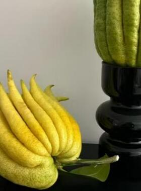 新鲜采摘佛手柑饱满闻香观赏带枝水养绿植天然香薰广佛超大果清供