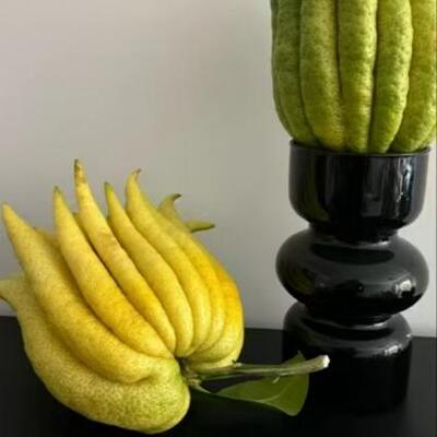 新鲜采摘佛手柑饱满闻香观赏带枝水养绿植天然香薰广佛超大果清供