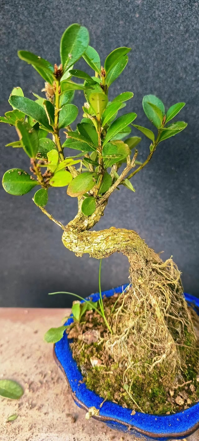 精品盆景室内阳台花架摆放黄杨木矮桩自然型带盆原土发货