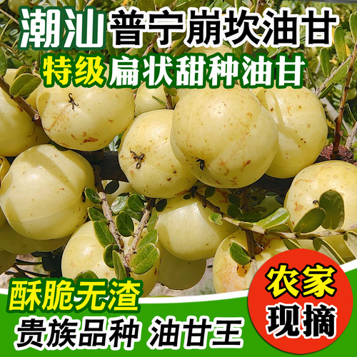潮汕油柑油甘果新鲜余甘子
