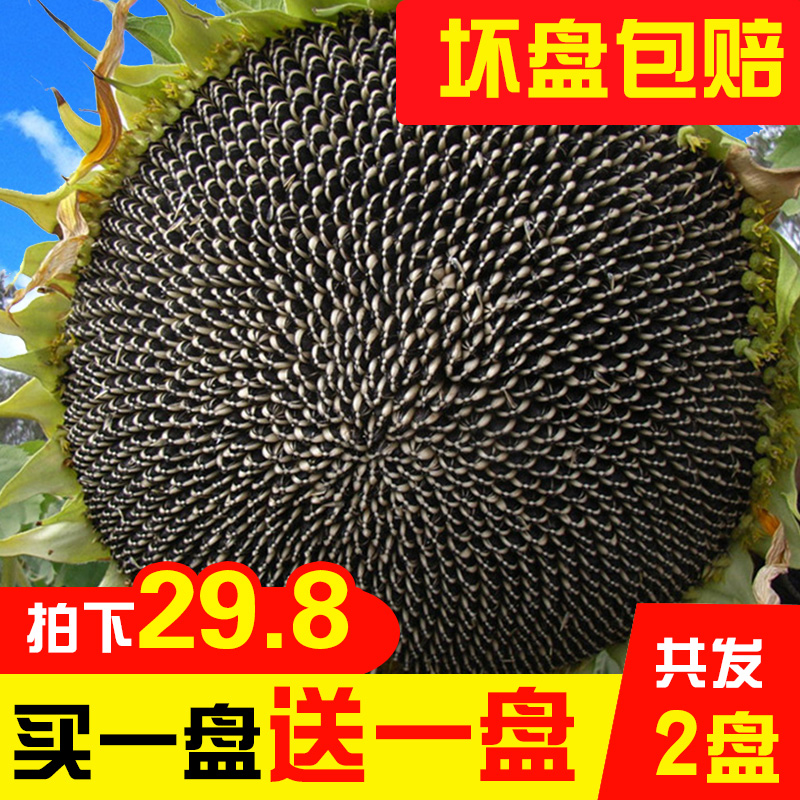 2026年新鲜葵花盘现货带籽生向日葵带盘原味湿葵花籽瓜子盘葵花头