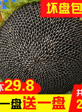 新货买一送一新鲜葵花盘