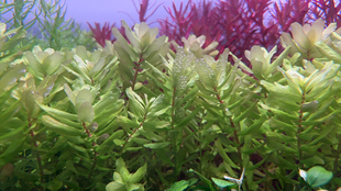 tulu宫廷 屠戮宫廷巨人宫廷水草鱼缸造景荷兰景淡水养鱼植物