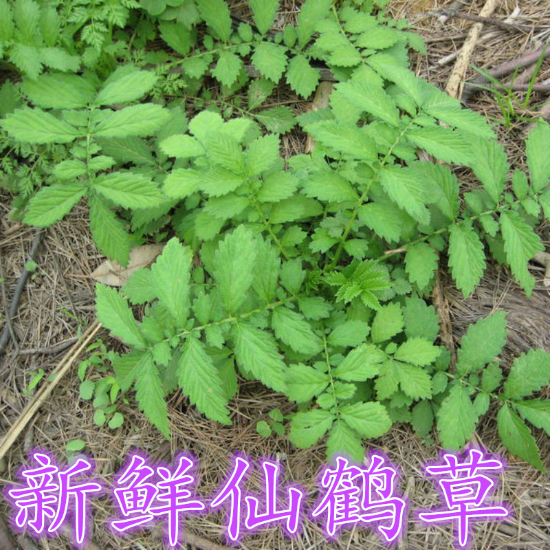 秒杀仙鹤草苗 原生态新鲜仙鹤草 脱力草 龙牙草 子母草 仙鹤草