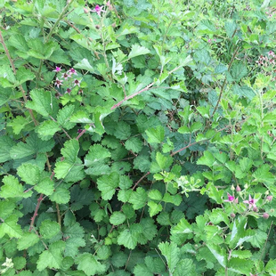 茅莓 新鲜深山采红梅消 三月泡茅莓根蛇泡簕 中草药 500克